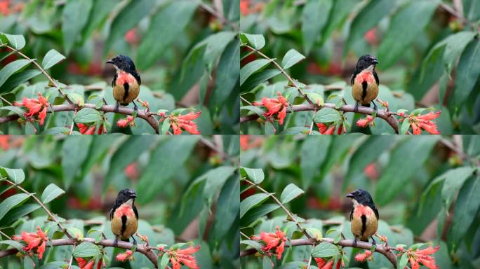 红胸啄花鸟正面视频