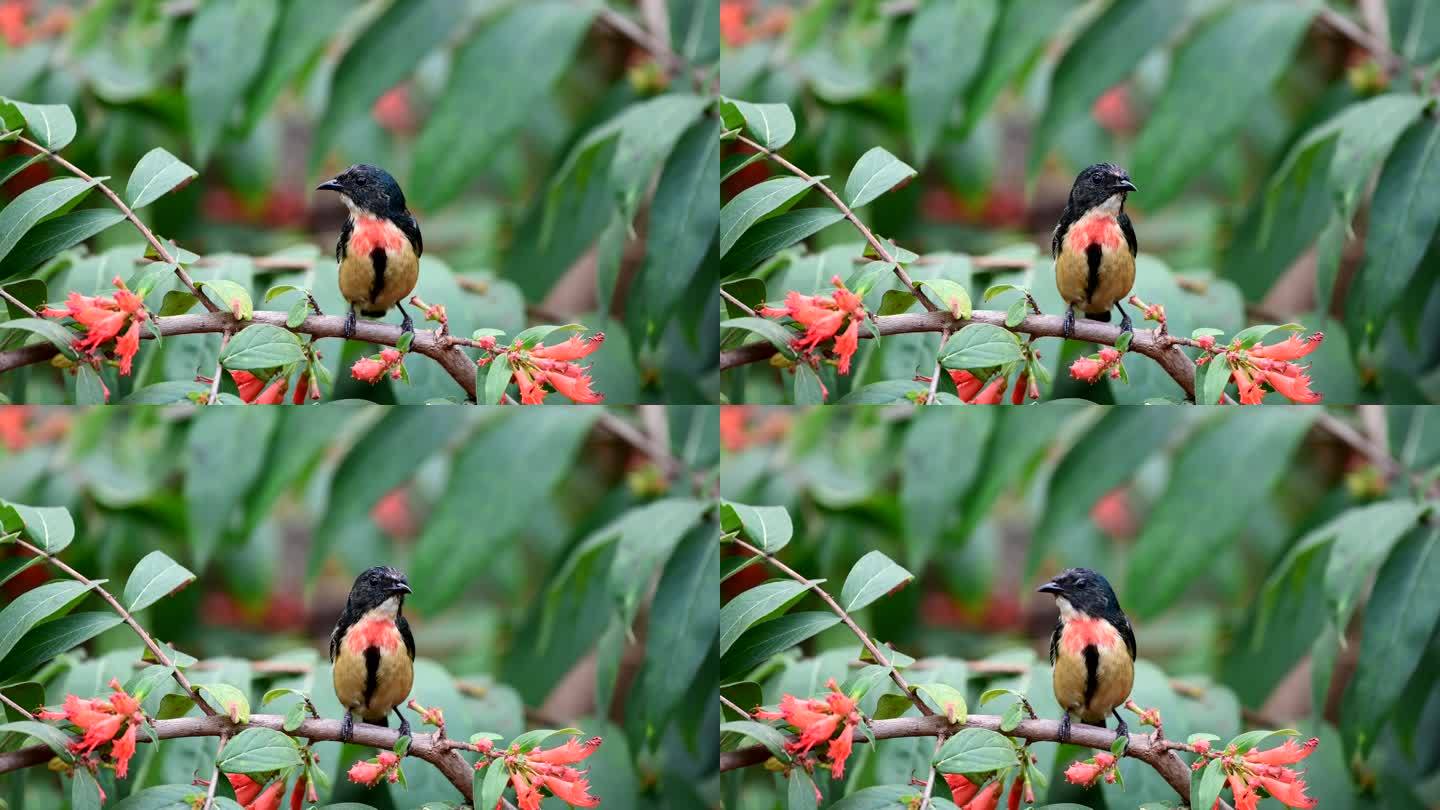红胸啄花鸟正面视频