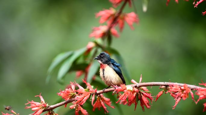 红胸啄花鸟遇上小蜜蜂