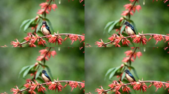 红胸啄花鸟遇上小蜜蜂