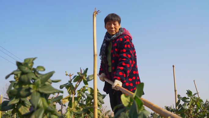 金银花 修建 裁剪 经济作物