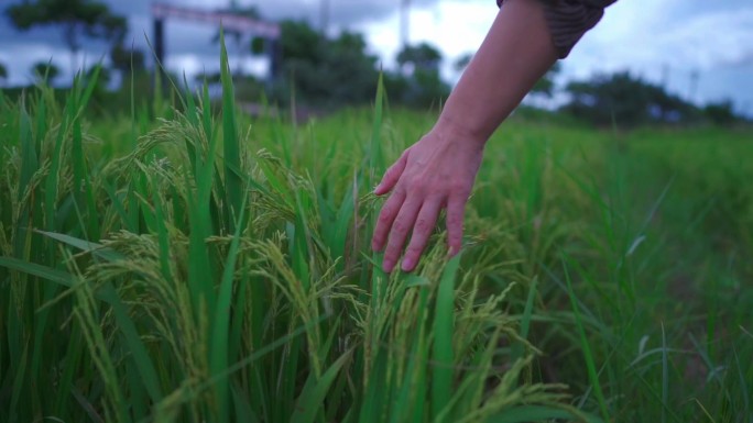 一双手抚摸稻穗穿过稻田慢镜头1080P