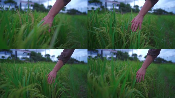 一双手抚摸稻穗穿过稻田慢镜头1080P