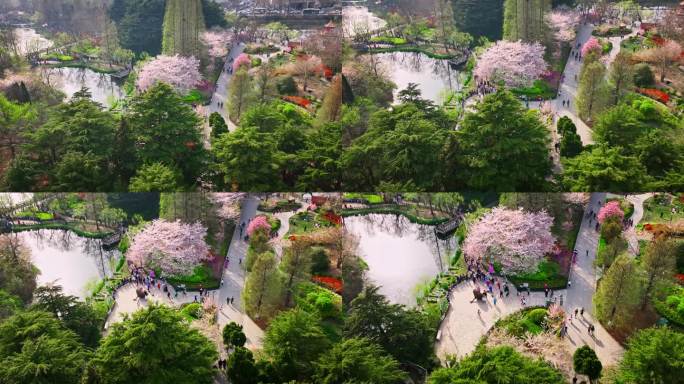 青岛中山公园樱花