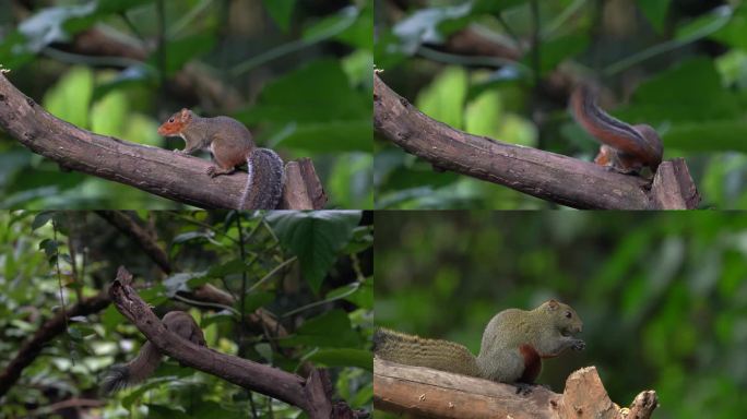 在野外的小松鼠松鼠觅食松鼠吃东西