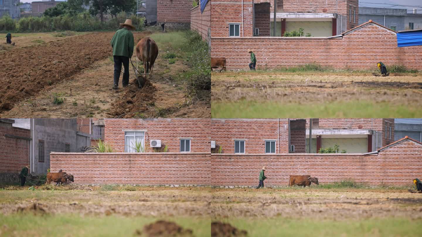 老牛犁地农耕春耕