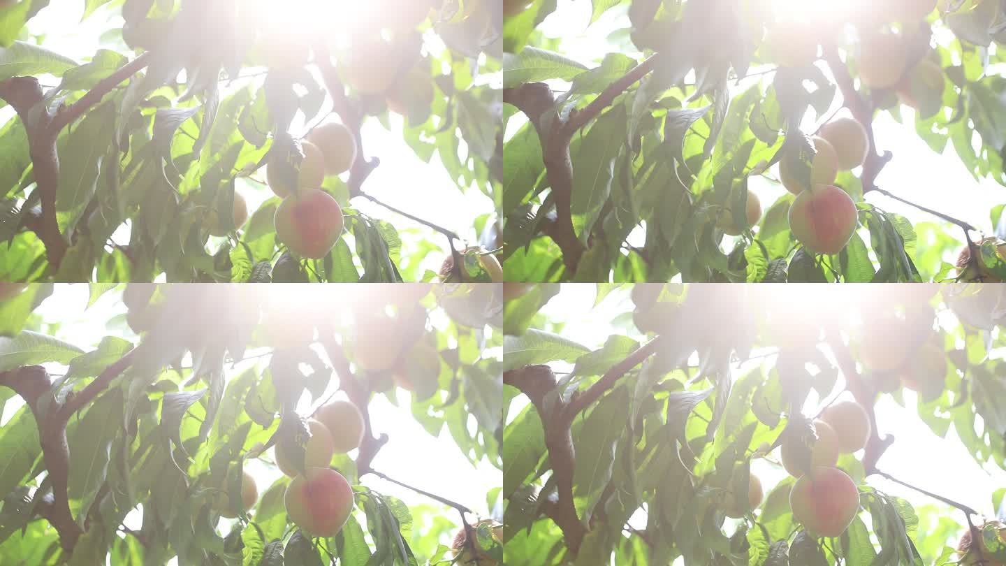 水密桃