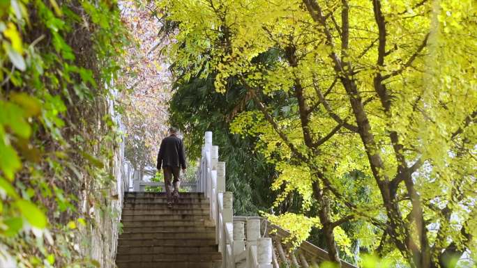 城市银杏树