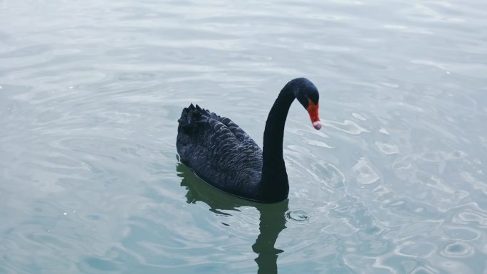 厦门五缘湾湿地公园-黑天鹅