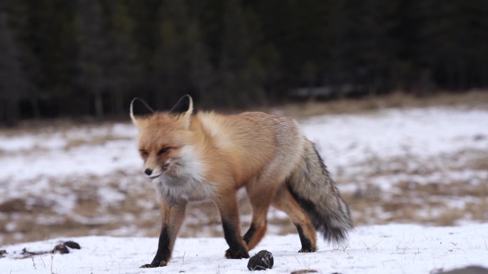 狐狸在雪地上寻觅
