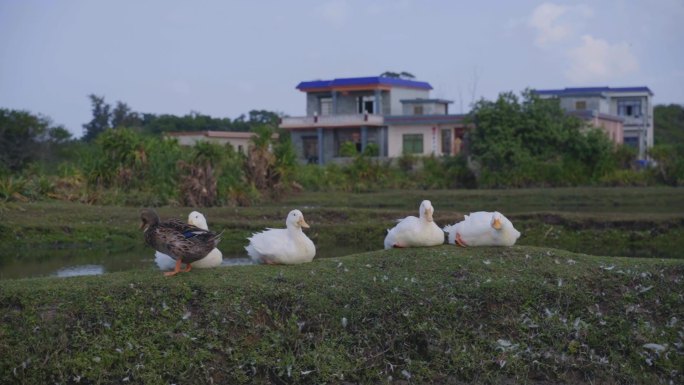 农村湿地一群休息的鸭子1080P