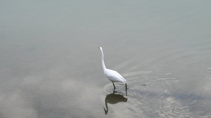白鹭在水面上行走