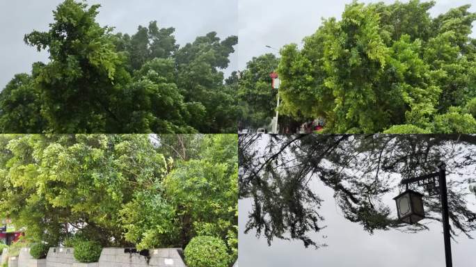 风狂风暴风台风过境吹树木摇晃狂风吹树叶