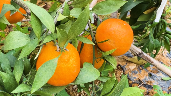 橘子 大棚 水果 橙子