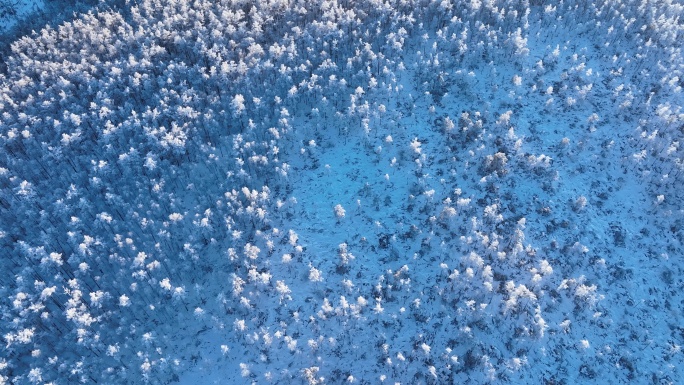 航拍林海雪原银装素裹的松林