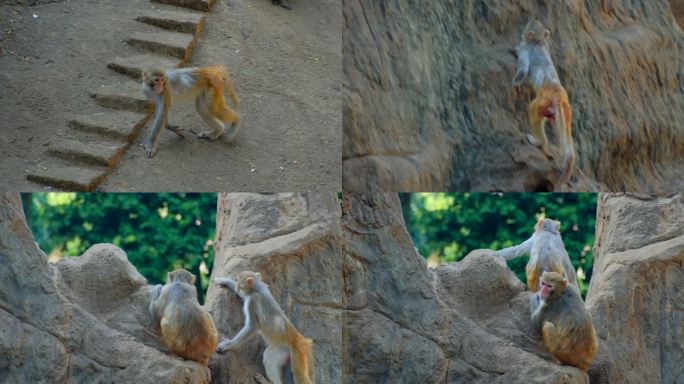 动物园猴子上山爬山