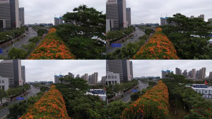 厦门 炮仗花 航拍 健康步道 宣传片