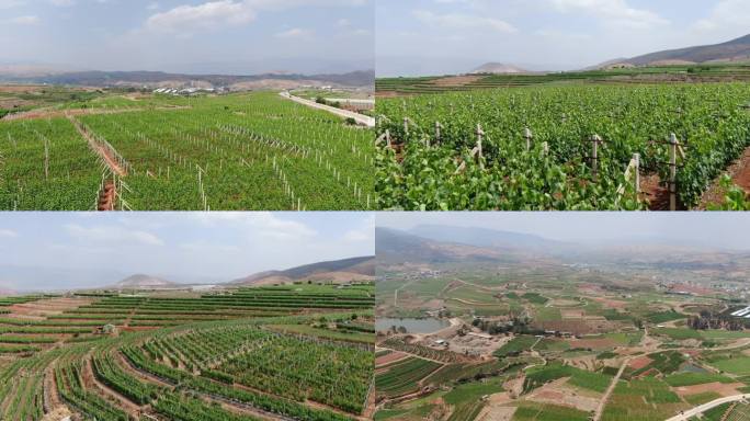 云南黄土高原上的葡萄种植基地