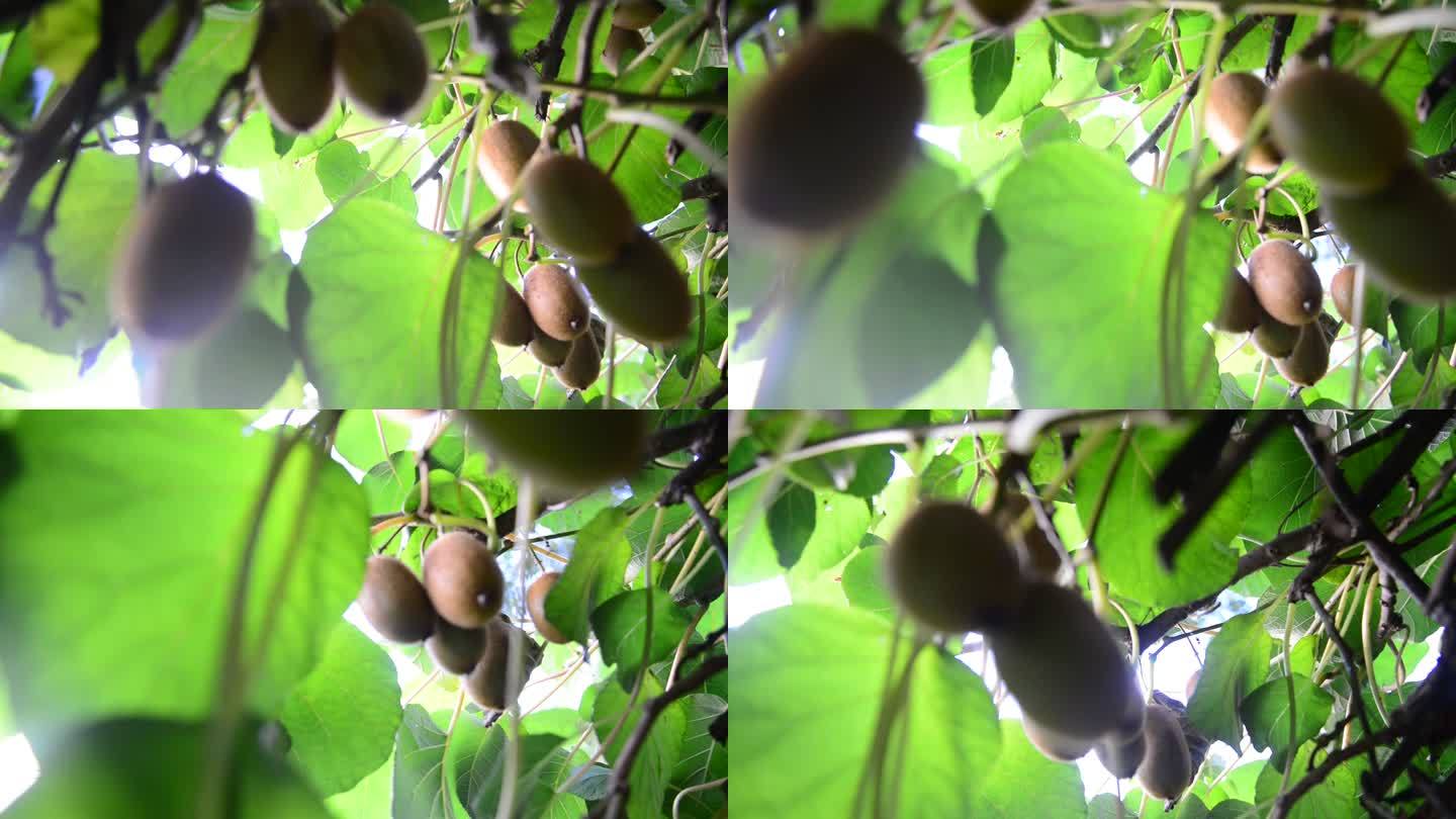 成熟的猕猴桃奇异果果实实拍