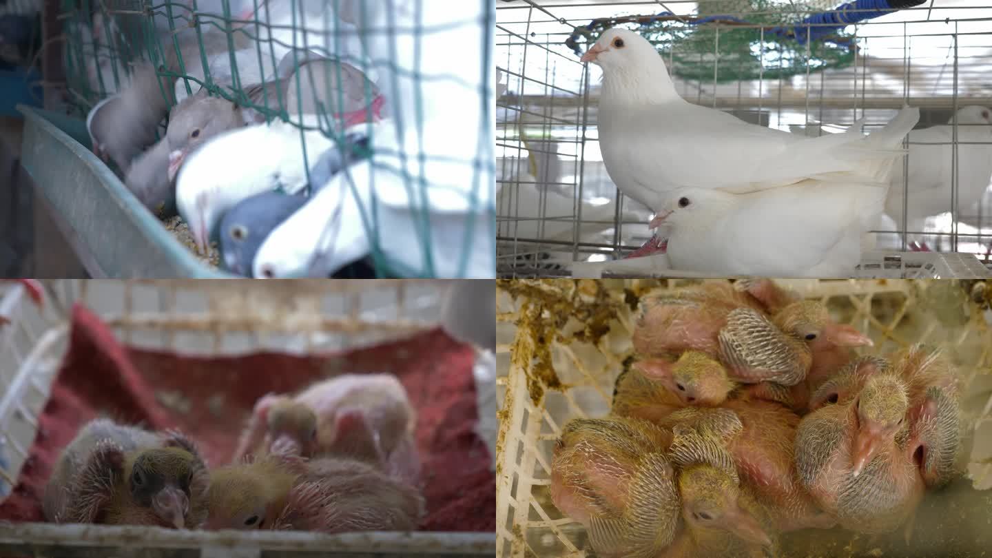 白鸽 肉鸽 规模养殖 农业 养殖业