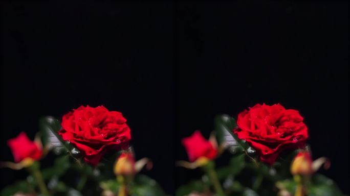 玫瑰 情人节 实拍水滴 花朵 竖版 海报
