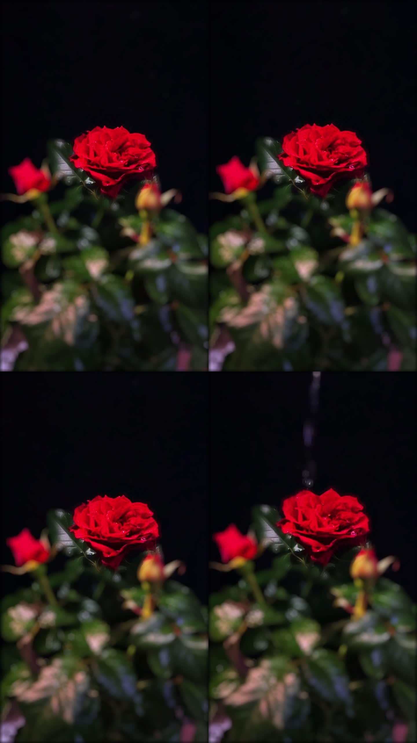 玫瑰 情人节 实拍水滴 花朵 竖版 海报
