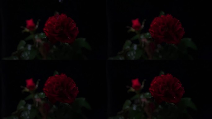 玫瑰 玫瑰花 情人节实拍素材
