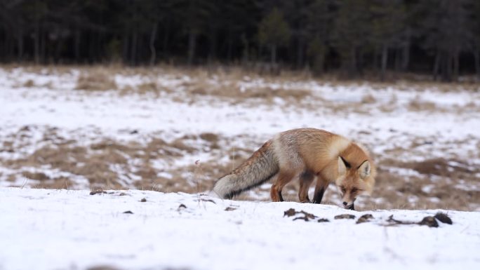 狐狸觅食