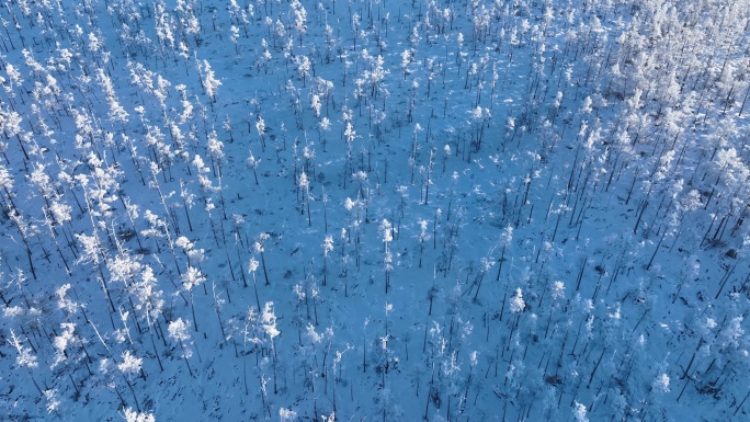 航拍林海雪原银装素裹的松林