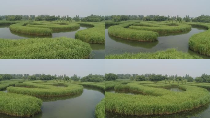 盐城大纵湖芦荡迷宫