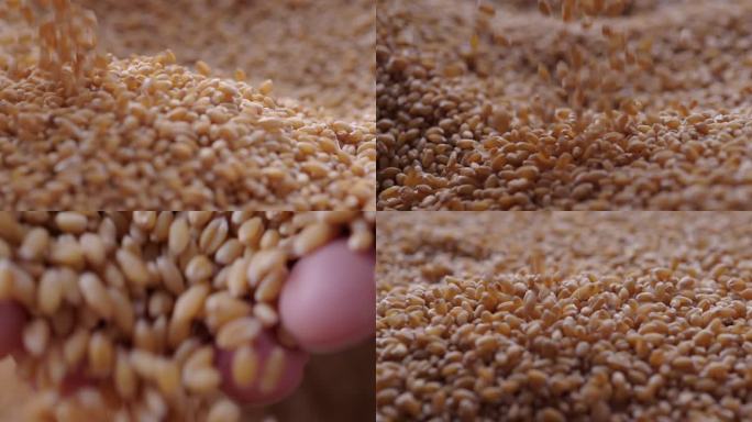 高速拍摄麦粒落下