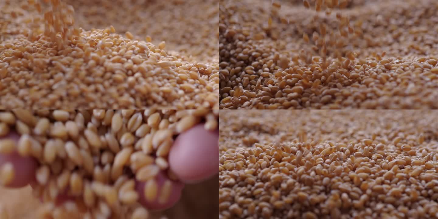 高速拍摄麦粒落下