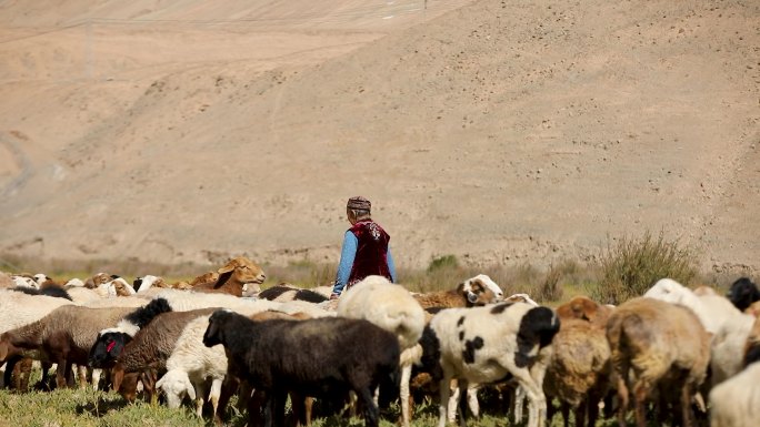 新疆牧民奶奶高山草场牧羊赶羊3