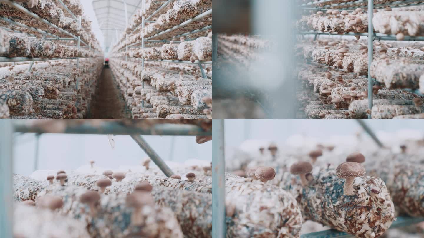 4K蘑菇种植香菇种植大棚乡村振兴2