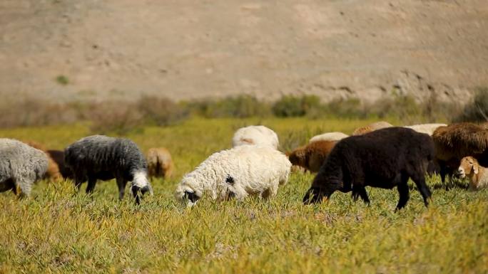 新疆牧民奶奶高山草场牧羊赶羊合集