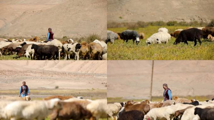 新疆牧民奶奶高山草场牧羊赶羊合集