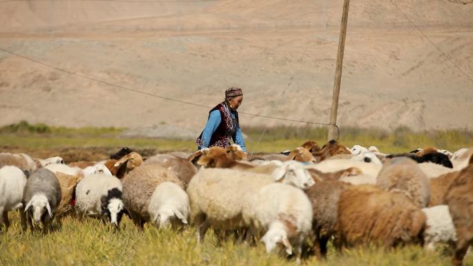 新疆牧民奶奶高山草场牧羊赶羊1