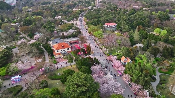 青岛中山公园樱花