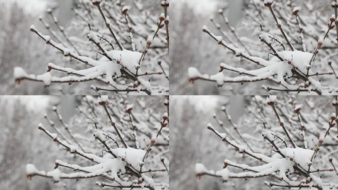 下雪  大雪  雪压树枝