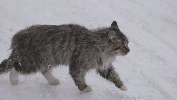 下雪天的流浪猫