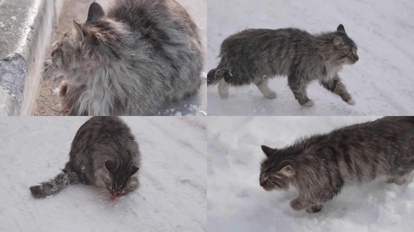 下雪天的流浪猫