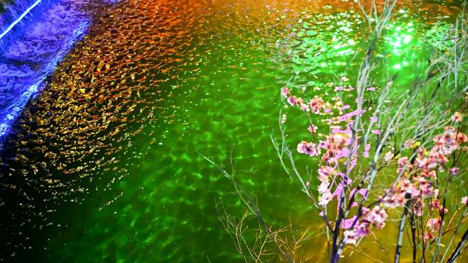 大观园水面红梅实拍视频
