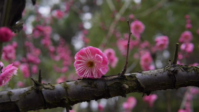 梅花