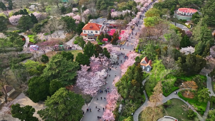 青岛中山公园樱花