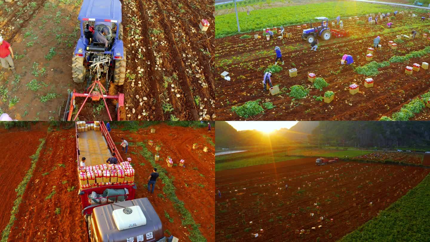 洋芋 土豆机械化采摘 农民丰收装箱运输
