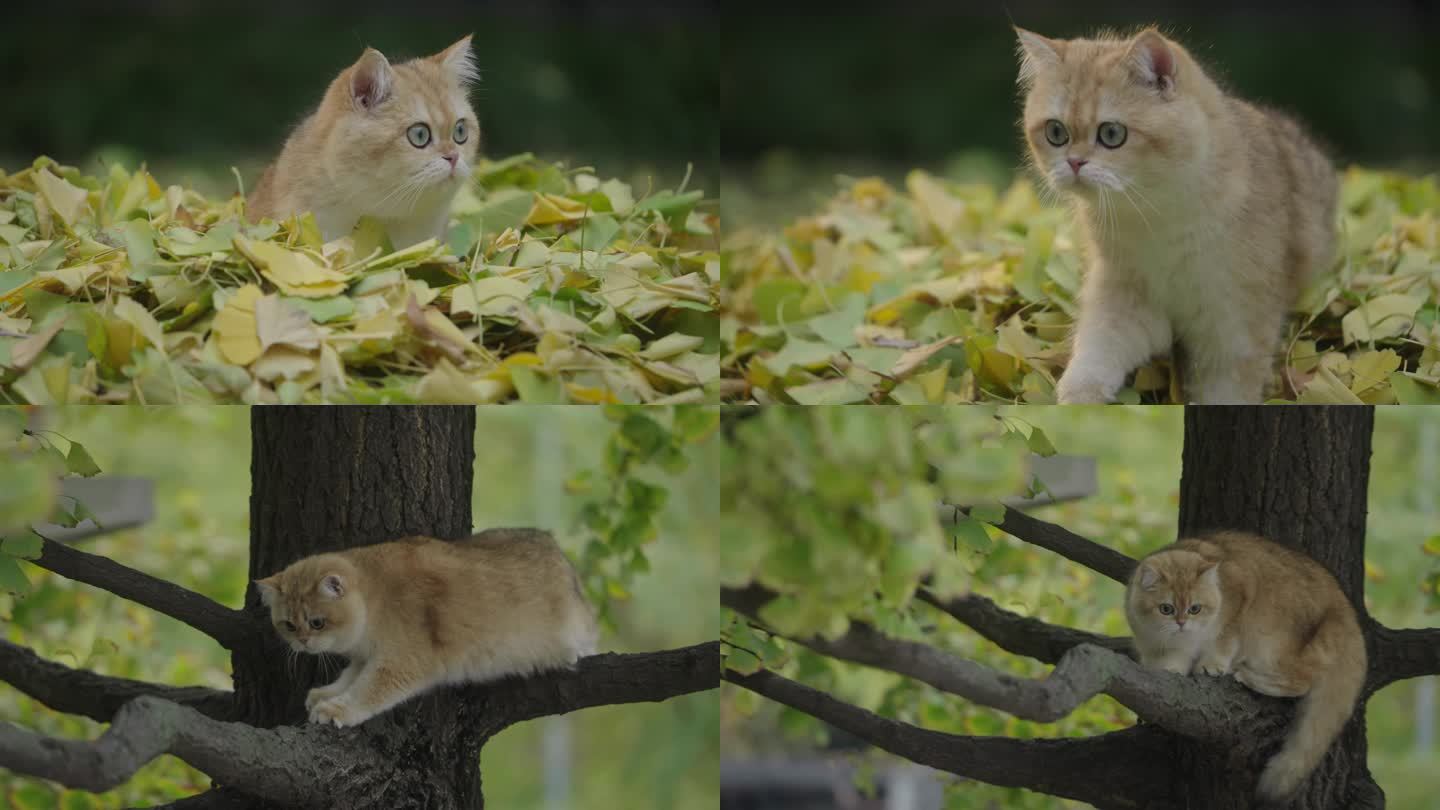4K金渐层萌宠猫猫户外爬树玩耍
