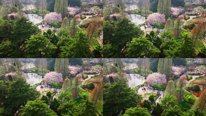 青岛中山公园樱花