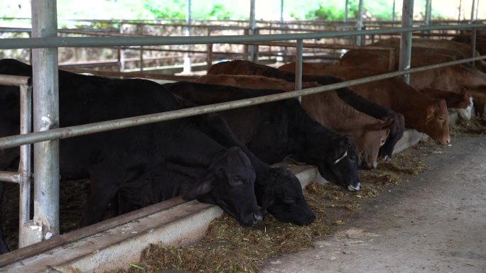 牛 圈养牛 养殖场