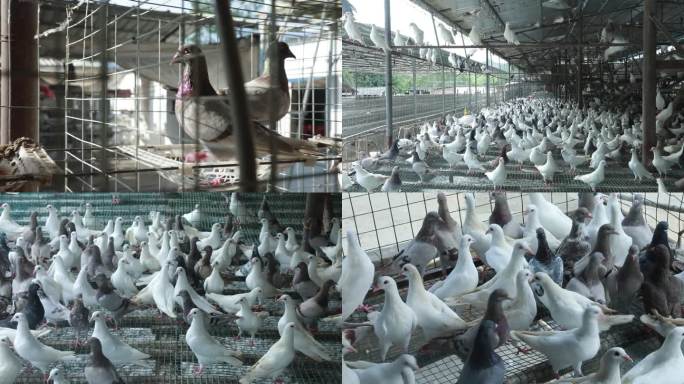 白鸽 肉鸽 养殖业农业