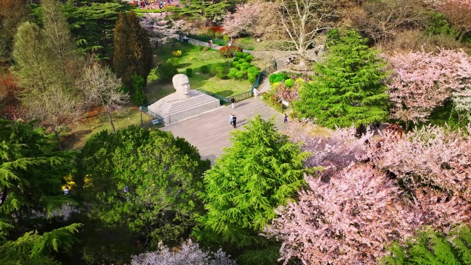 青岛中山公园樱花